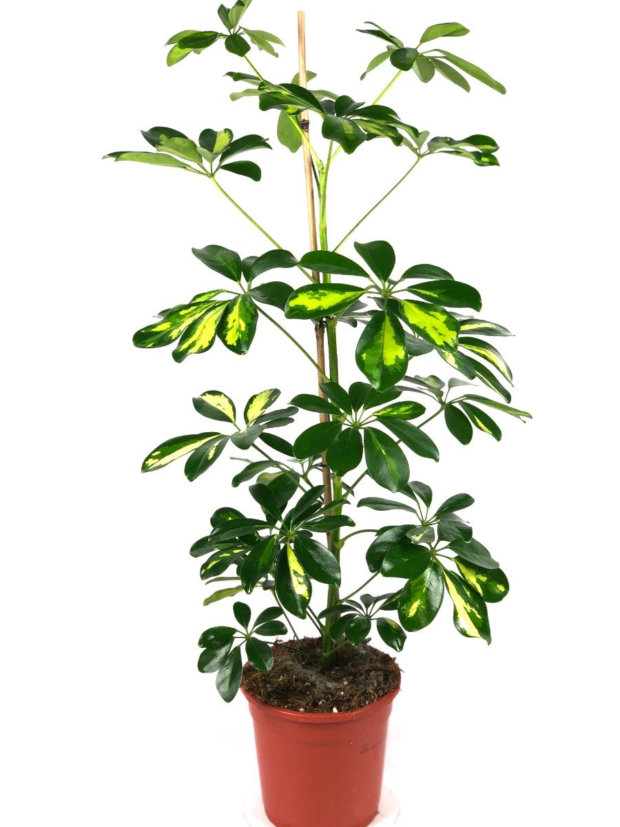 scheffera